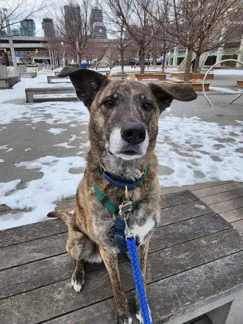 Piper