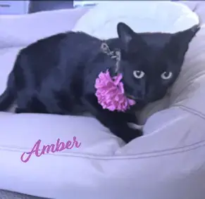 Amber #Dumpster-Diva