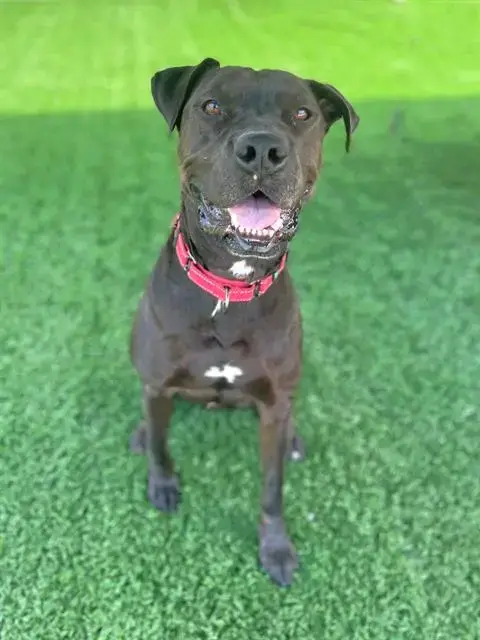Rolo
