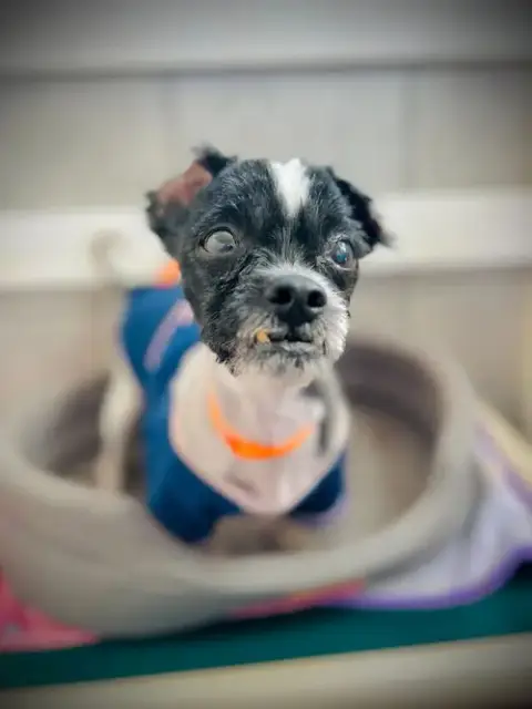 Dexter Jan 26 photo 3