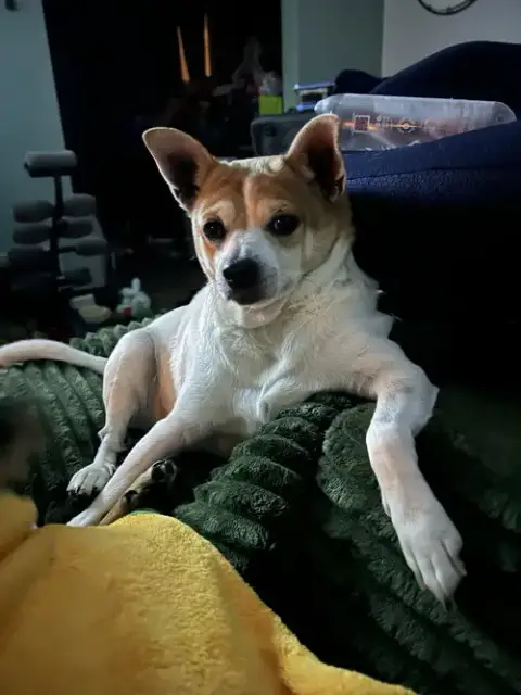 Bruiser photo 3