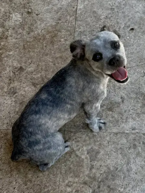 Hypoallergenic Fluffy Frenchie Puppy Girl Beara photo 4