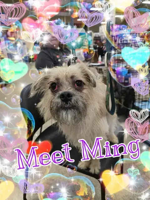 Ming