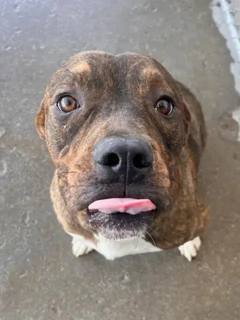 *Tyson