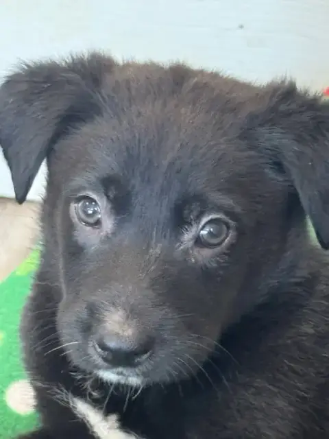Rosie'S Puppy River photo 3