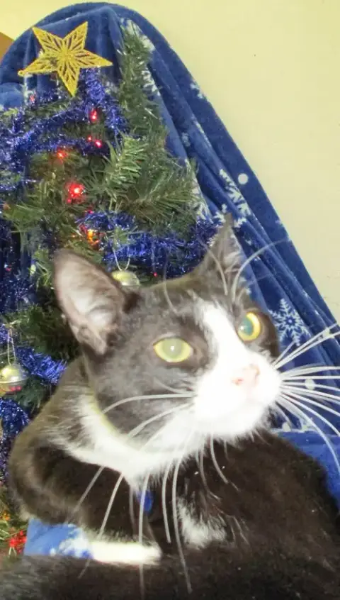 Sylvester photo 2