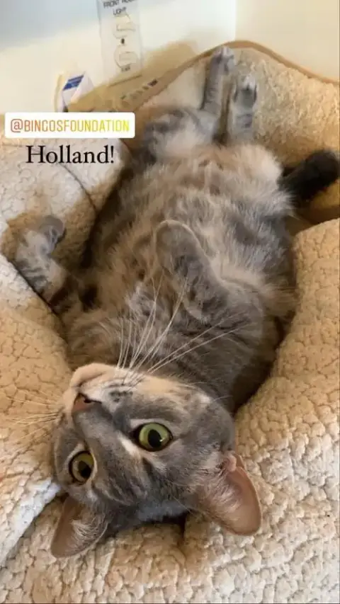 Holland photo 2