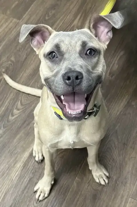 Roxy