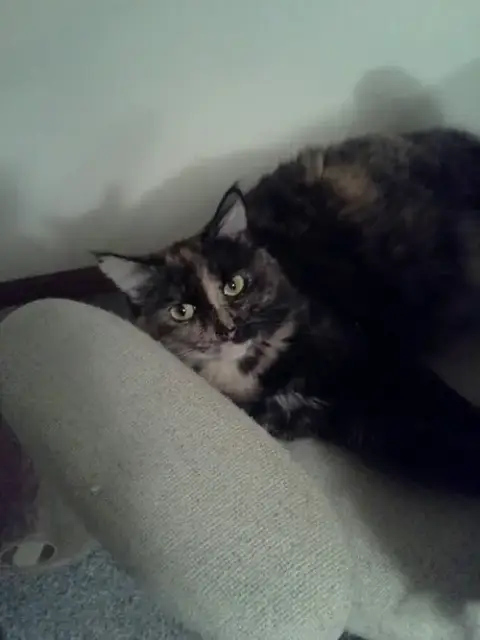 Georgie Girl photo 2