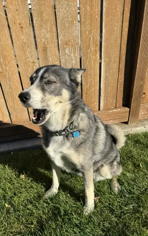 Sasha photo 2