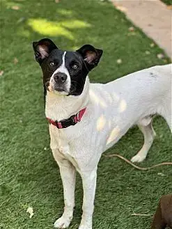 Charlie photo 4