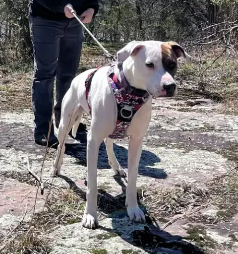 Abby photo 2