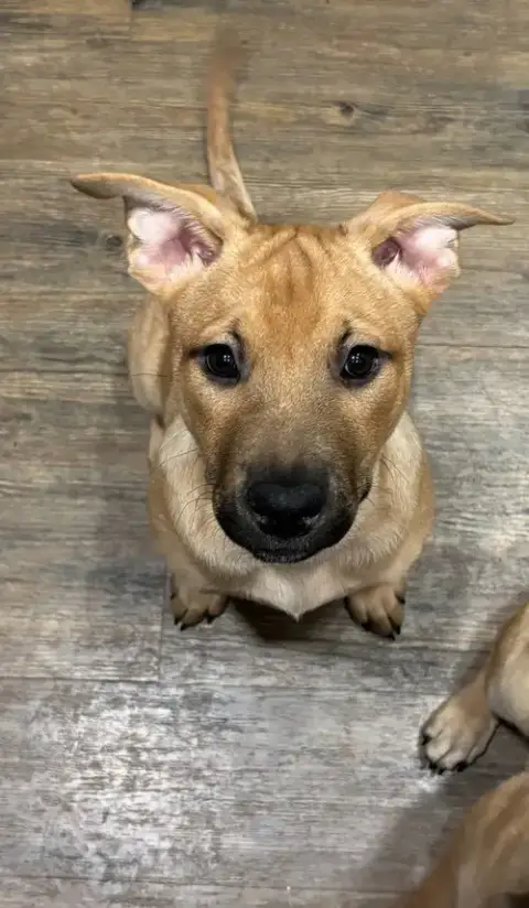 Penny