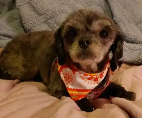 Gertie-Os photo 4