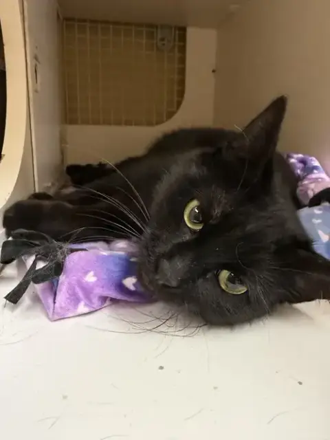 Westin Napa Petco