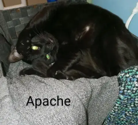Apache photo 4