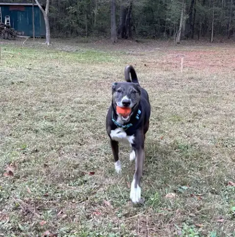 Rosie photo 3
