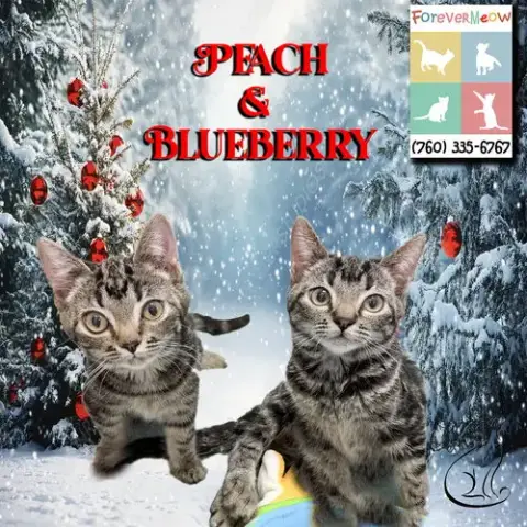 Peach & Blueberry