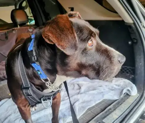 Toby photo 3