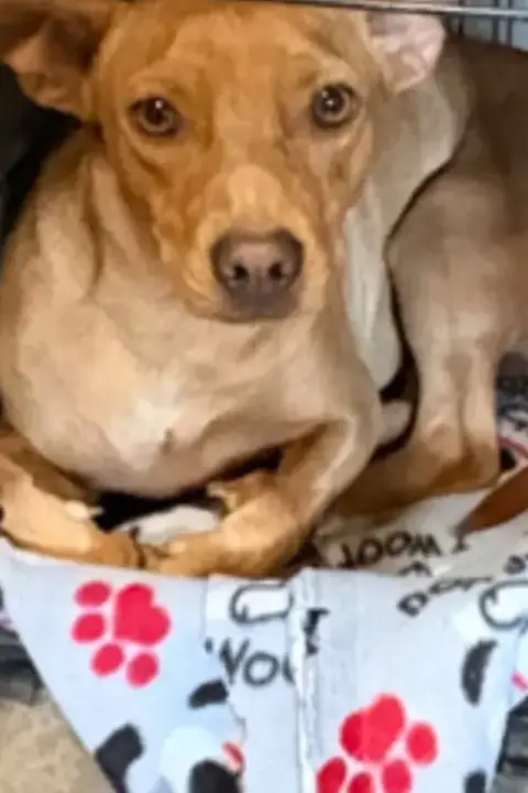 Dobby photo 3