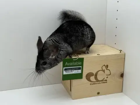 Chilipeper photo 3