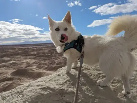 Mochi photo 3