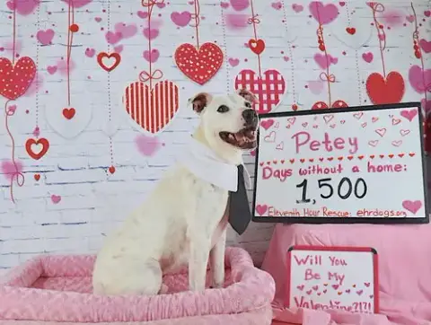 Petey Ward Steele photo 2