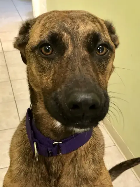 Nala photo 5