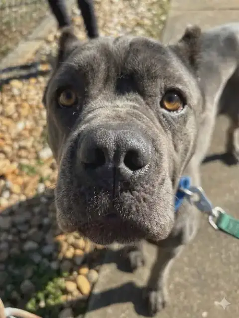 Bluebelle: Not At Shelter photo 3