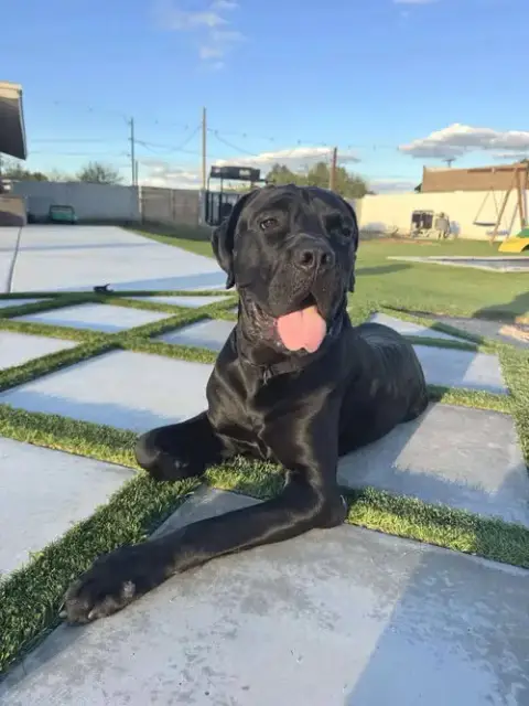 Thor photo 2
