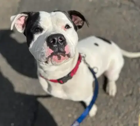 Darla
