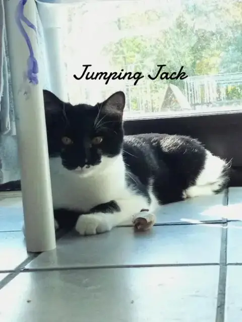 Jumping Jack photo 3