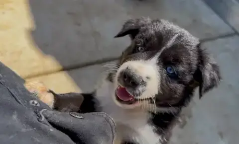 Marilynn'S Puppy Magic photo 2