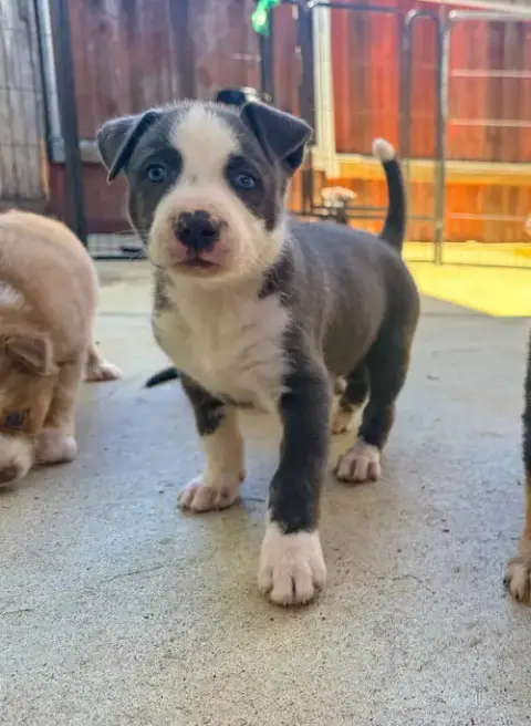 Marilynn'S Puppy Major photo 4