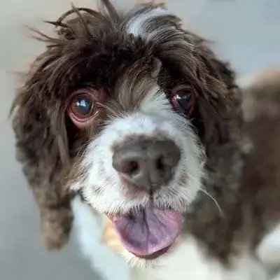Shiloh photo 5