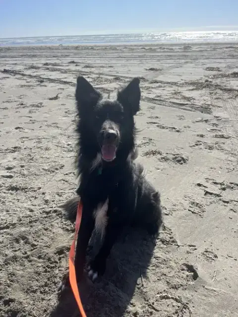 Yogi photo 4