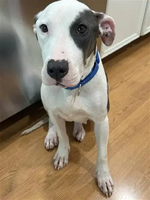 Chevy