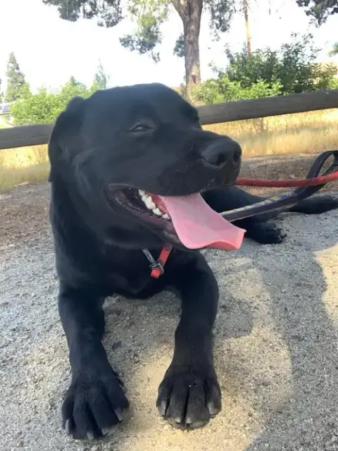 Dash photo 4