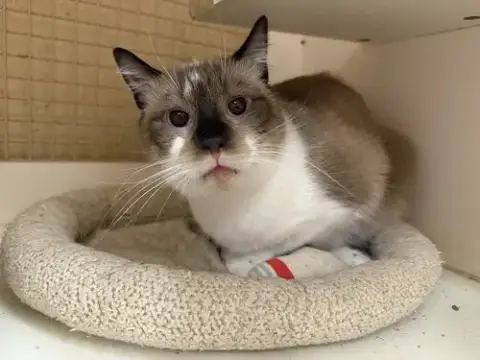 Gibby Napa Petco