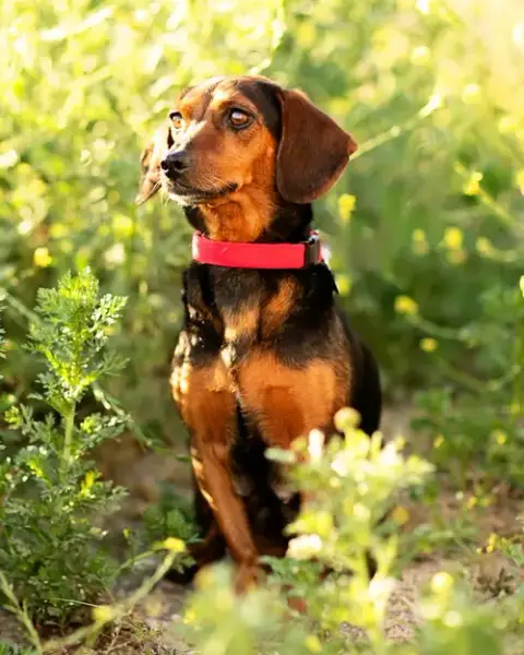 Teddi
