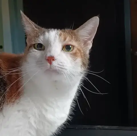 Angel