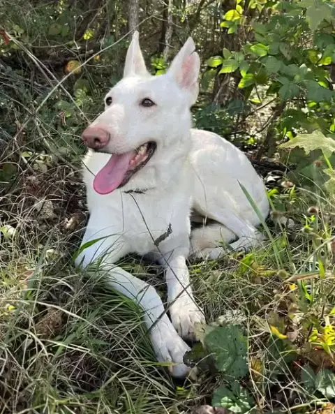 Sugar:   Not At The Shelter photo 2