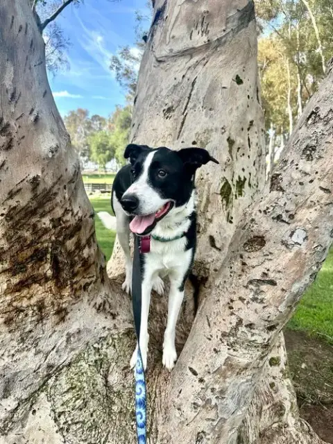 Zuzu photo 2