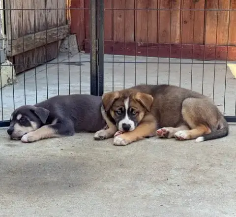 Marilynn'S Puppy Mystic photo 4
