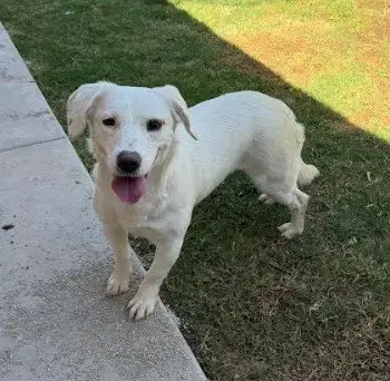 Cora