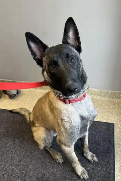 Beau