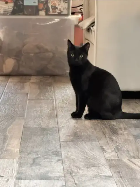 Binx photo 3