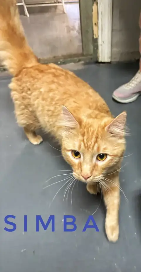 Simba photo 5