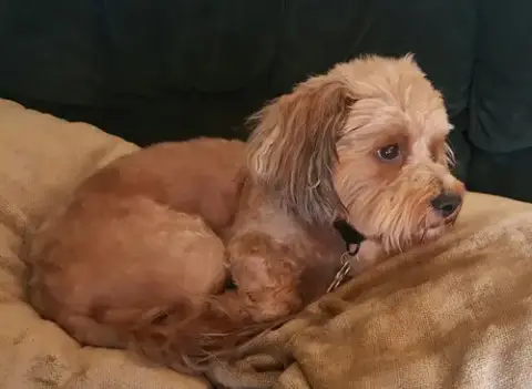 Dandie photo 3