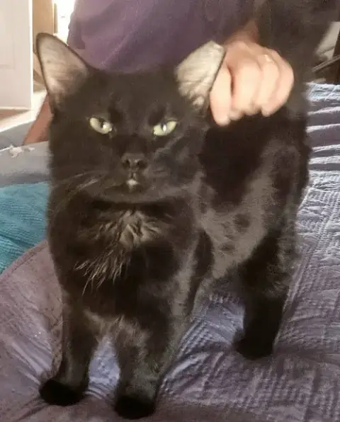 Robert Feline photo 5